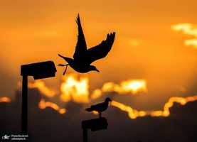 منتخب تصاویر امروز جهان- 22 تیر