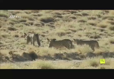 حضور سه پلنگ ایرانی در منطقه حفاظت شده صیدوا سمنان