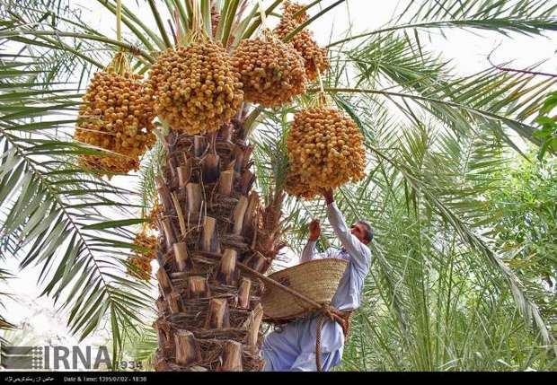 230 هزار تن خرما از نخلستان های سیستان و بلوچستان برداشت شد