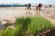 کاشت موفقیت آمیز برنج در آب شور + قیمت