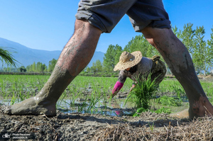 منتخب تصاویر امروز جهان- 2 اردیبهشت 1400