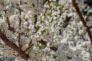 حال و هوای بهاری در حرم مطهر امام خمینی (س)