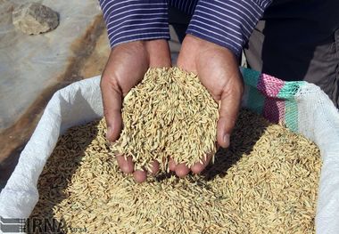 ۸۵ درصد بذور اصلاح شده مرکزی در شبکه تعاونی روستایی تولید می‌شود