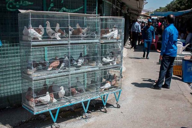 عملیات انتقال بازار پرندگان استان قزوین موفق نبوده است