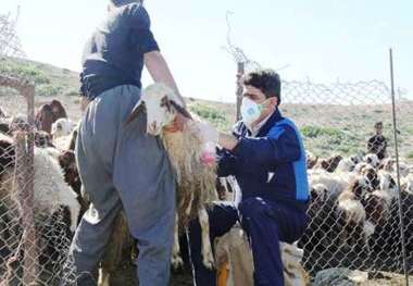 کانون بیماری دامی در روستای همزلان بانه مهار شد