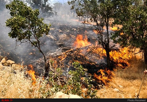 355 هکتار از جنگل‌های کهگیلویه و بویراحمد در آتش سوخت