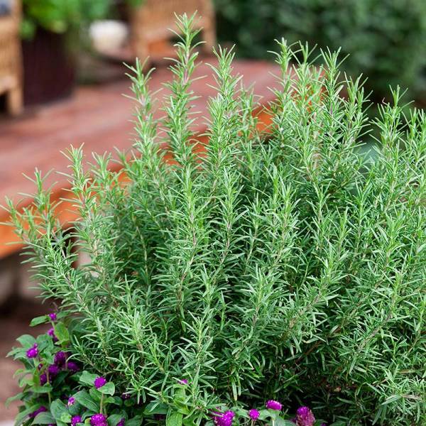چه افرادی نباید رزماری مصرف کنند؟

