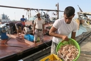صید میگو در بوشهر کاهش یافت
