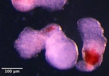 جنین انسان با سلول‌های خونی در آزمایشگاه ساخته شد