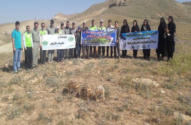 هفت قطعه کبک در بیجار رها سازی شد