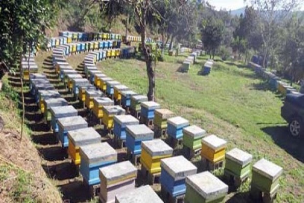 سرشماری زنبورستان های اردبیل آغاز شد