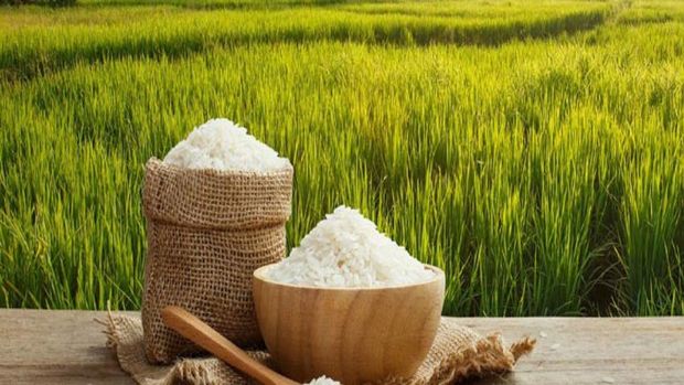 خرده مالکیتی برای صادرات برنج مازندران یک آفت است