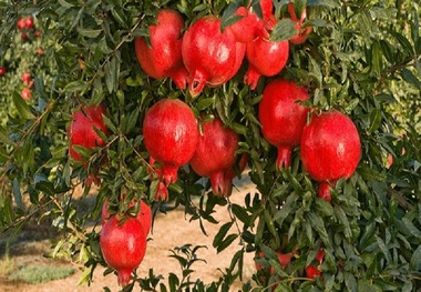 خوشه صنعتی انار در شهرضا کمک به رونق اقتصادی منطقه است