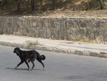 سگ های ولگرد به معضل ساکنان  تیران و کرون بدل شده است