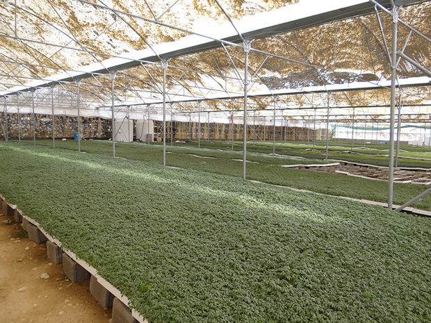 بهره‌برداری ۲۹ پروژه کشاورزی در استان بوشهر آغاز شد