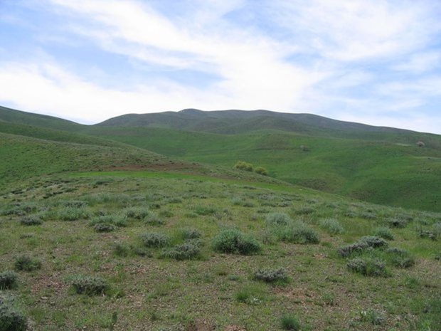 39هزارهکتار بیابان زدایی در هرمزگان انجام شد