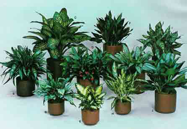 جای مناسب گیاهان آپارتمانی کجاست؟