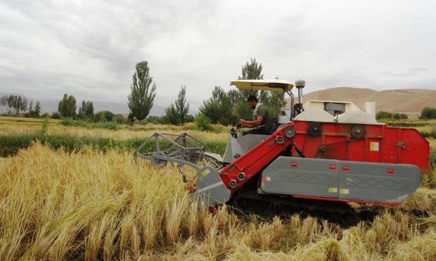 برداشت 3500 تن برنج از شالیزارهای کلات  بررسی مجوز کشت برنج با حضور کارشناسان وزارت جهاد کشاورزی