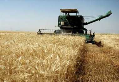 آغاز برداشت گندم از سطح بیش از 6هزار هکتار در ایرانشهر