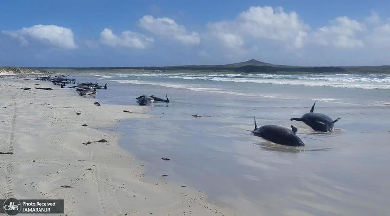 منتخب تصاویر امروز جهان- 5 آذر