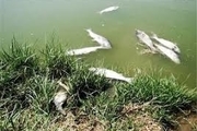 تلف شدن بیش از پنج هزار قطعه ماهی در دریاچه نئور
