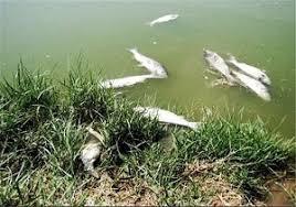 تلف شدن بیش از پنج هزار قطعه ماهی در دریاچه نئور
