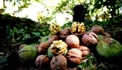 سرمازدگی بهاره عامل کاهش ۲۲درصدی تولید گردوی آذربایجان‌غربی