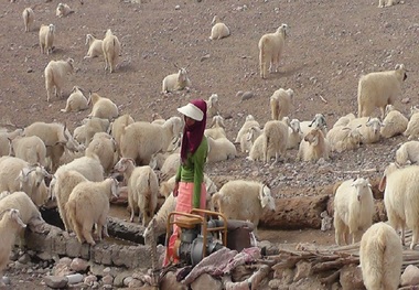 30 صندوق خرد زنان عشایر در خراسان جنوبی راه اندازی می شود