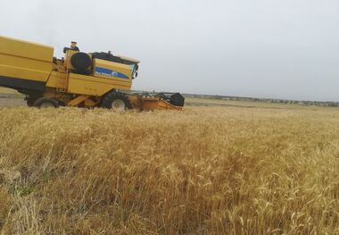 پرداخت زکات غله در ایرانشهر از مرز ٢٠ تن گذشت