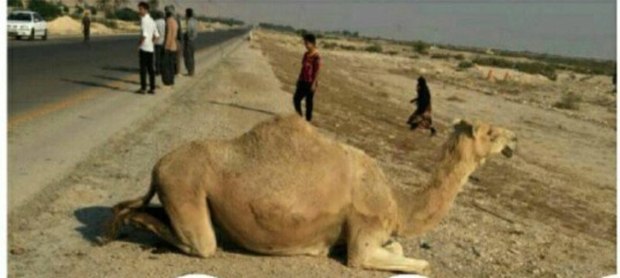 تصادف پراید با شتر در شهرستان دیر یک کشته داشت