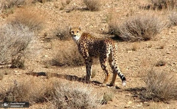 کشف سنگ‌نوشته واژه «یک پلنگ» از دوره ساسانی مرودشت فارس! + عکس