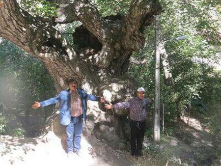 ثبت 5 درخت کهنسال استان البرز در فهرست آثار میراث طبیعی ملی کشور
