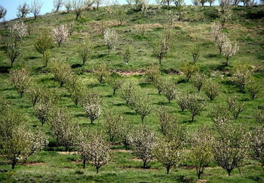 استاندار گلستان: ظرفیت درختکاری برای همه دستگاه ها وجود دارد