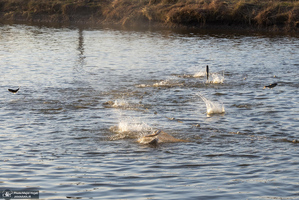 پرورش ماهی در آزادشهر استان گلستان