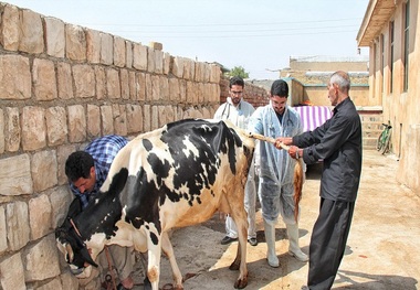 مایه کوبی دام علیه بیماری تب برفکی در خراسان شمالی آغاز شد