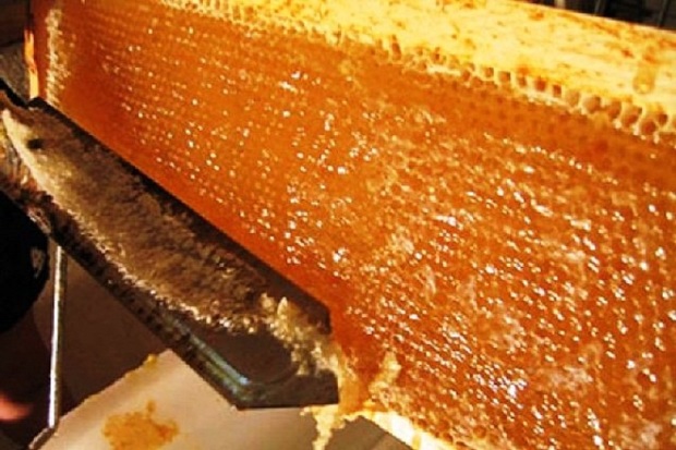 114 تولید کننده عسل در نقده فعالیت می کنند