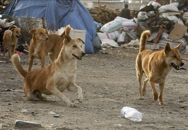 لزوم راه‌اندازی پناهگاه سگ‌های بلاصاحب در شهرهای استان البرز