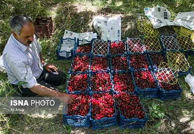 آغاز برداشت 650 تُن آلبالو و گیلاس از باغات نطنز