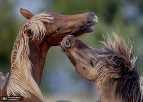 منتخب تصاویر امروز جهان- 21 مرداد