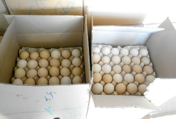 کشف پنج تن تخم مرغ غیر بهداشتی در مشهد