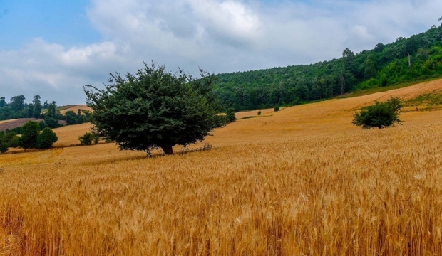 پیش بینی افزایش 70 درصدی تولید گندم در مازندران