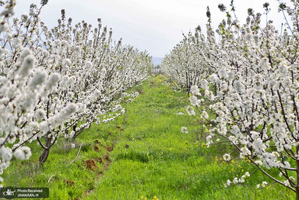 منتخب تصاویر امروز جهان- 30 فروردین 1400