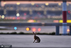منتخب تصاویر امروز جهان