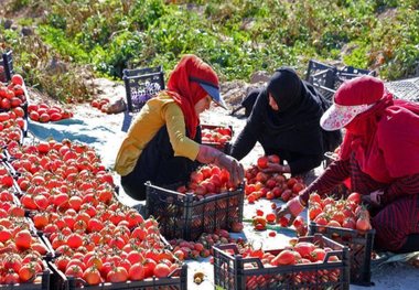 خرید حمایتی گوجه فرنگی در هرمزگان تا فروردین 97 ادامه دارد