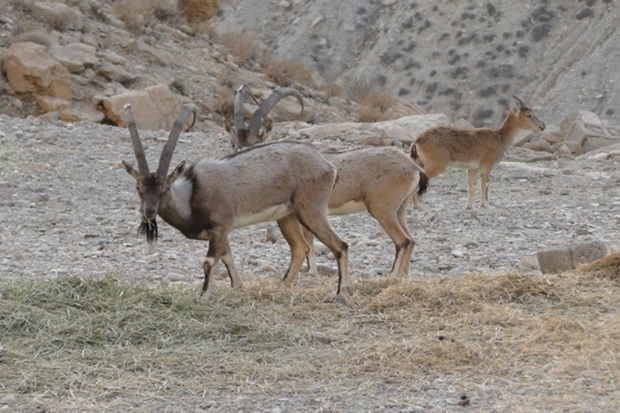 سرشماری پستانداران پناهگاه حیات وحش کیامکی در جلفا آغاز شد