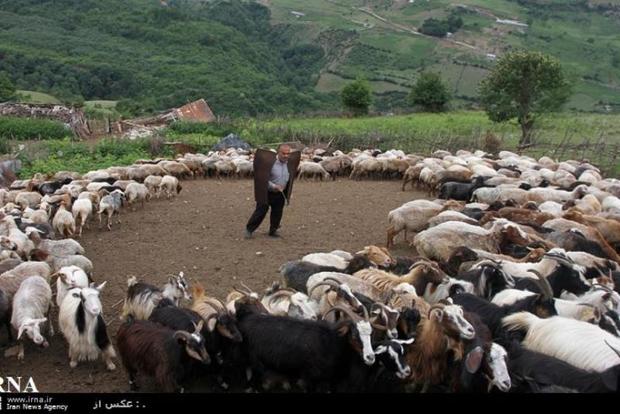 دامداران مازندران با کمبود چراگاه در دشت و جلگه مواجه اند
