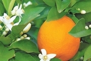 برای کنترل فشار خون، آب نارنج بخورید