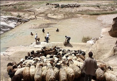 سارقان 79 راس دام در طالقان دستگیر شدند