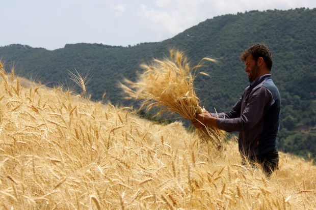 ۱۷۷ هزار تن گندم مازاد بر نیاز کشاورزان در استان مرکزی خریداری شد