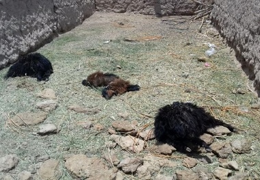 حمله حیوان درنده ناشناخته به روستای دهنو+ عکس های دلخراش